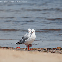 Buy canvas prints of Two seagulls. by Boris Zhitkov