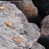 Buy canvas prints of Three starfish on a stone. by Boris Zhitkov