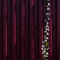 Buy canvas prints of Plum and fence. by Boris Zhitkov