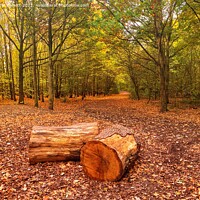 Buy canvas prints of Thames Chase Woodland by Peter Barrett