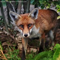 Buy canvas prints of A fox standing in the grass by Peter Barrett