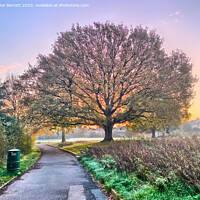 Buy canvas prints of Path through the Park 1 by Peter Barrett