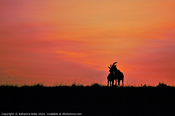 Male and female topi deer silhouetted against the rising sun  Picture Board by Rehanna Neky