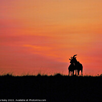 Buy canvas prints of Male and female topi deer silhouetted against the rising sun  by Rehanna Neky