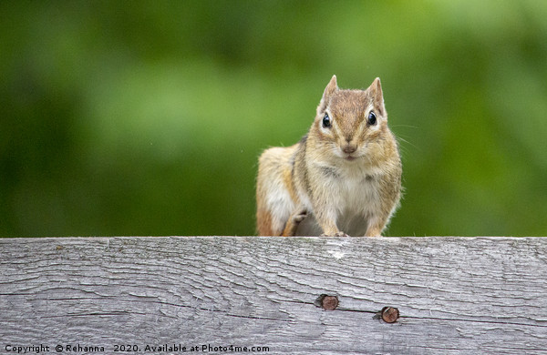 Friendly chipmunk on fence, Calabogie, Canada Picture Board by Rehanna Neky
