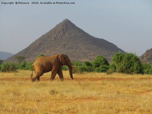 Lone elephant walking, Samburu, Kenya Picture Board by Rehanna Neky