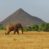 Buy canvas prints of Lone elephant walking, Samburu, Kenya by Rehanna Neky