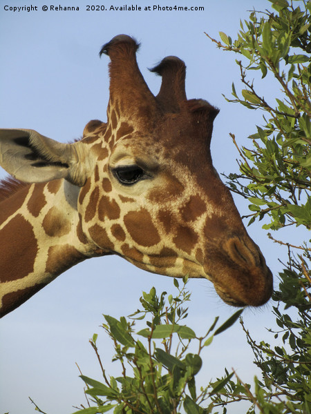 Munching giraffe closeup, Samburu, Kenya Picture Board by Rehanna Neky