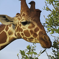 Buy canvas prints of Munching giraffe closeup, Samburu, Kenya by Rehanna Neky