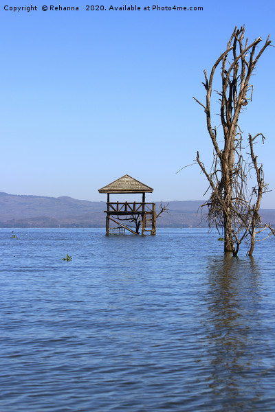 Lake Naivasha, flooded   Picture Board by Rehanna Neky