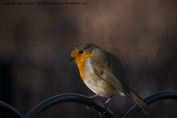 Robin perched on railings Picture Board by Rehanna Neky
