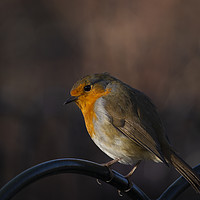 Buy canvas prints of Robin perched on railings by Rehanna Neky