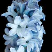 Buy canvas prints of Blue Hyacinth by Rocklights 
