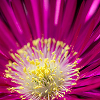 Buy canvas prints of Macro shot of a single ice plant flower by Rocklights 