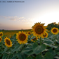 Buy canvas prints of Field of sunflowers at dusk by Rocklights 