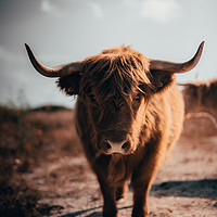Buy canvas prints of Highland Cow by Sam Bradley