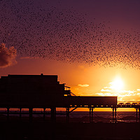 Buy canvas prints of Murmuration  by Sean Wright