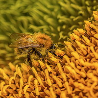 Buy canvas prints of The Pollinator. by Ian Taylor