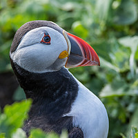 Buy canvas prints of Farne Island Puffin. by Ian Taylor