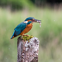 Buy canvas prints of The King of fishing. by Ian Taylor