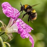 Buy canvas prints of Busy Bee. by Ian Taylor