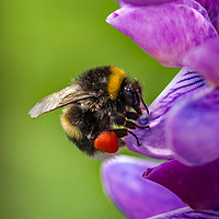 Buy canvas prints of Bumblebee on a Lupin flower head.  by Ian Taylor