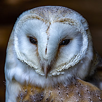 Buy canvas prints of European Barn Owl.  by Ian Taylor