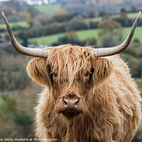 Buy canvas prints of Highland Cow. by Ian Taylor