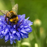 Buy canvas prints of Bumblebee on a Cornflower. by Ian Taylor