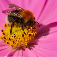Buy canvas prints of Bumblebee on a Cosmos flowerhead. by Ian Taylor