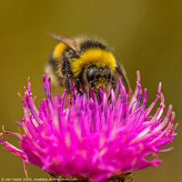 Buy canvas prints of Bumblebee on a Thistle flowerhead. by Ian Taylor