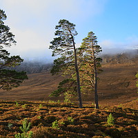 Buy canvas prints of Scottish Pines by Pawel Burdzynski