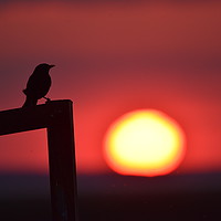 Buy canvas prints of Sunset bird by Duane evans