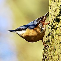 Buy canvas prints of climbing nuthatch. by mark Richardson