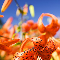 Buy canvas prints of Orange lilly flowers by Ashley Cooper