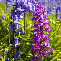 Buy canvas prints of Bluebells and an Early Purple Orchid  by Ashley Cooper