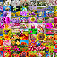 Buy canvas prints of A concept, composite image of flowers. by Ashley Cooper