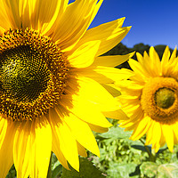 Buy canvas prints of Sunflowers being grown in Letheringsett in Norfolk by Ashley Cooper