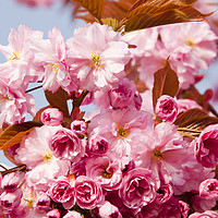 Buy canvas prints of Cherry blossom. by Ashley Cooper