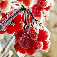 Buy canvas prints of Hoare frost on Rowan berries UK. by Ashley Cooper