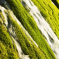 Buy canvas prints of Waterfall moss. by Ashley Cooper