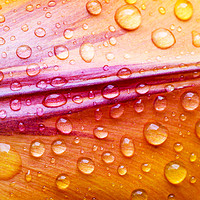 Buy canvas prints of Petal rain. by Ashley Cooper