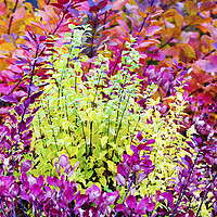 Buy canvas prints of Foliage colours. by Ashley Cooper