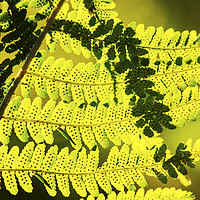 Buy canvas prints of Fern frond. by Ashley Cooper