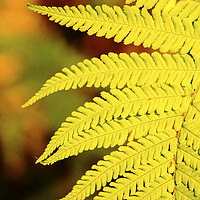 Buy canvas prints of Fern frond portrait. by Ashley Cooper