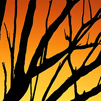 Buy canvas prints of Sunset tree. by Ashley Cooper