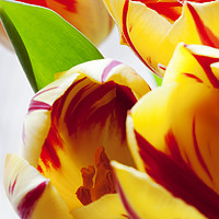 Buy canvas prints of Tulips. by Ashley Cooper