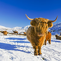 Buy canvas prints of Highland Cattle. by Ashley Cooper