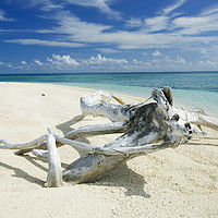 Buy canvas prints of Tropical beach. by Ashley Cooper