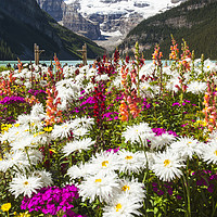 Buy canvas prints of Flowering glacier. by Ashley Cooper